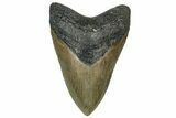 Fossil Megalodon Tooth - North Carolina #319911-1